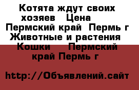 Котята ждут своих хозяев › Цена ­ 5 - Пермский край, Пермь г. Животные и растения » Кошки   . Пермский край,Пермь г.